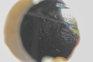 Honda - 77 Honda Odyssey 250 Gas Tank & Fuel Petcock FL250 - Image 5