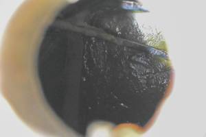 Honda - 77 Honda Odyssey 250 Gas Tank & Fuel Petcock FL250 - Image 6