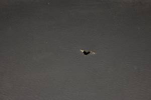 Polaris - 18 Polaris Ranger 500 2x4 Seat Bottom Cushion - Image 4