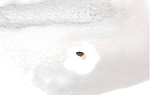 Honda - 00 Honda Rancher 350 2x4 Seat TRX350TM - Image 4