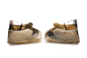 Honda - 04 Honda TRX400EX Front Brake Dust Covers Left & Right Sportrax 400 2x4 - Image 2