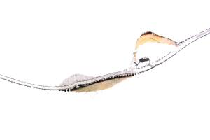 Yamaha - 15 Yamaha Waverunner FX SVHO Seat FC1800P - Image 2