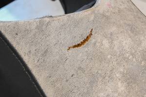 Sea-Doo - 12 Sea-Doo RXT-X 260 Seat - Image 5