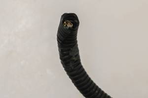 Kubota - 17 Kubota RTV-X1140 Wire Harness Electrical Wiring For Parts - Image 8