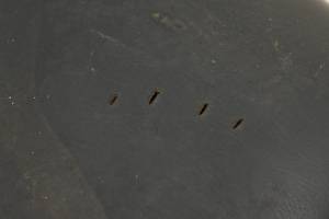 Kubota - 15 Kubota RTV-X900 Passenger Bottom Seat Base Cushion - Image 10